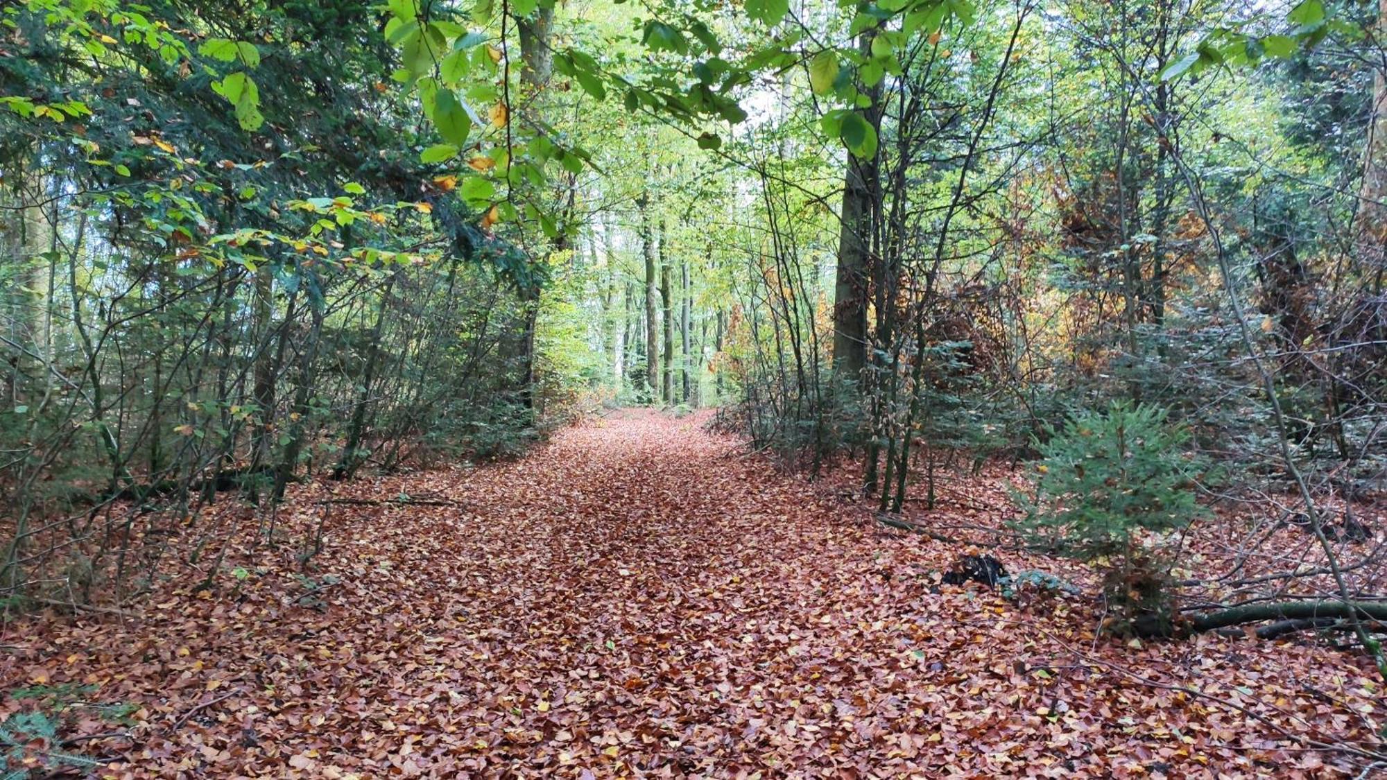 Spacieux Duplex Tout Confort A 200M Des Thermes De Bains-Les-Bains Dans Les Vosges ภายนอก รูปภาพ